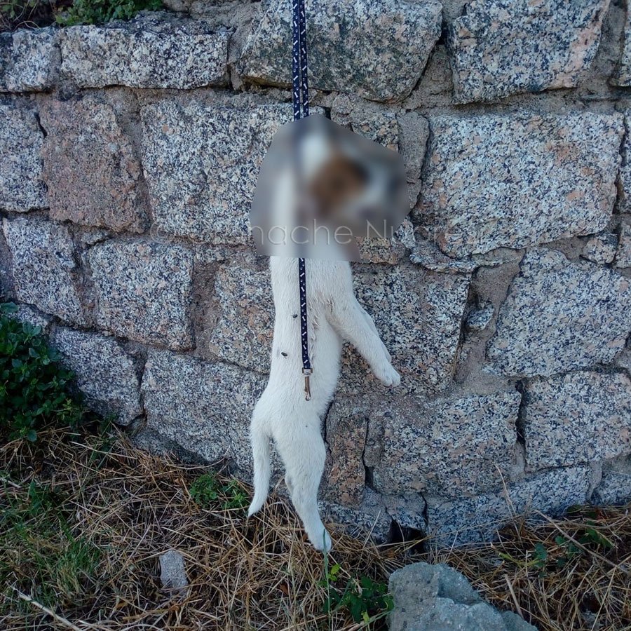 Cucciolo di cane impiccato a Nuoro: 50mila firme per avere giustizia