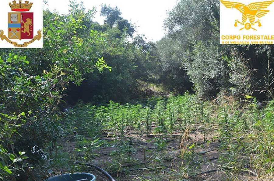 Maxi piantagione di marijuana scoperta a Barisardo: due arresti