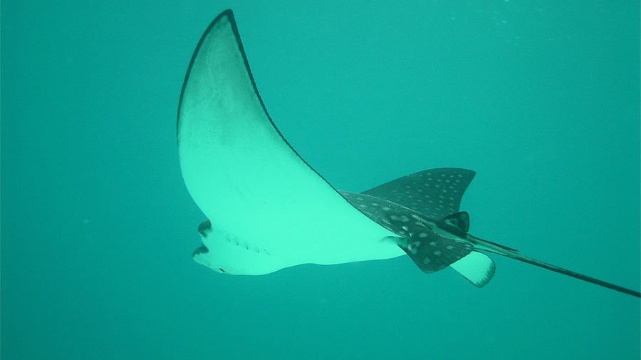 Uccide e fa a pezzi una razza gravida: turista romano denunciato