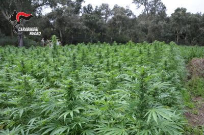 La piantagione di marijuana sequestrata a Ortueri