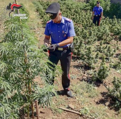 Piantagione di marijuana rinvenuta dai Carabinieri