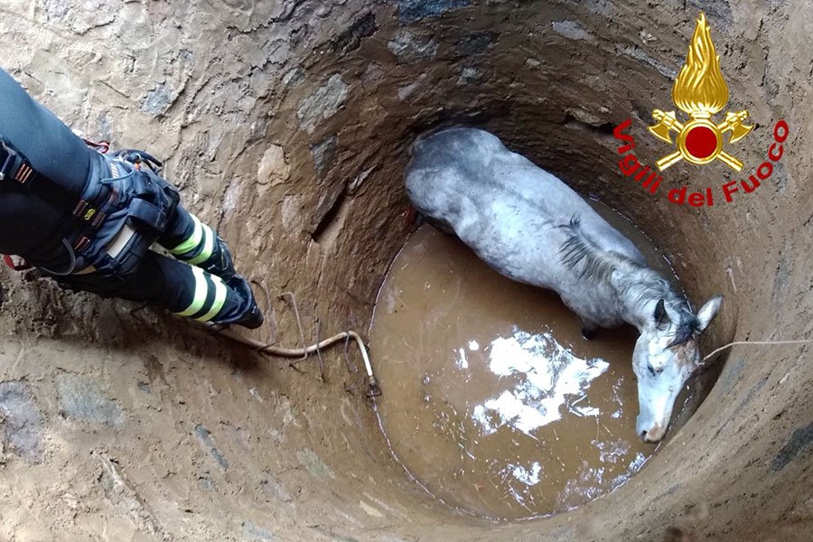 Sfonda la copertura e cade in un pozzo: cavalla di tre anni salvata dai Vigili del fuoco