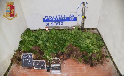 La marijuana sequestrata a Sarule