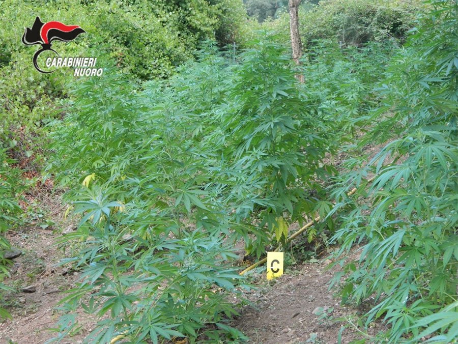 Si reca nella piantagione di marijuana e trova i Carabinieri: 39enne in manette