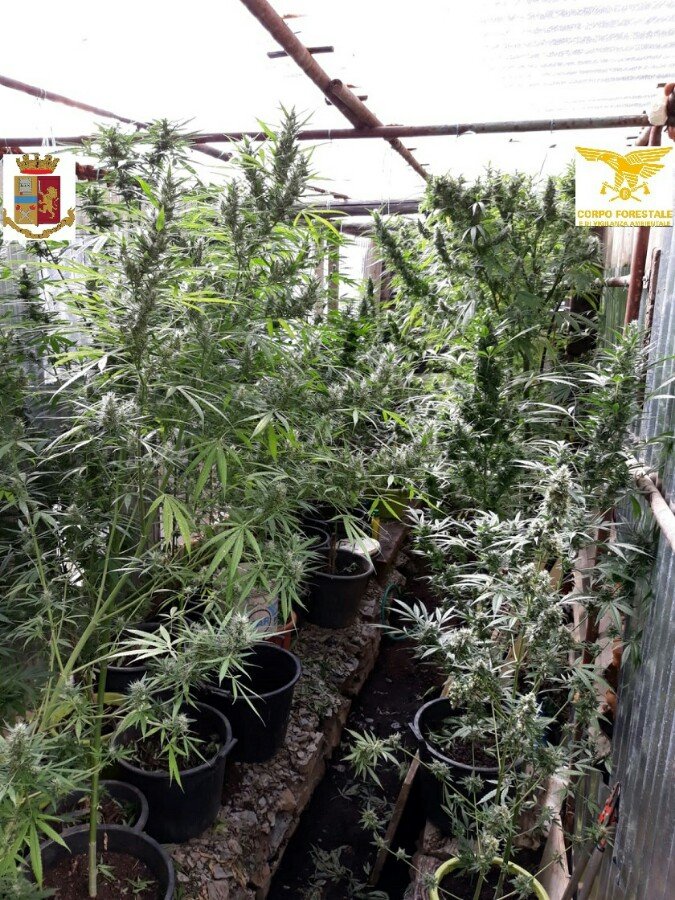 50 piante di marijuana e alcune migliaia di euro in contanti: 44enne in manette