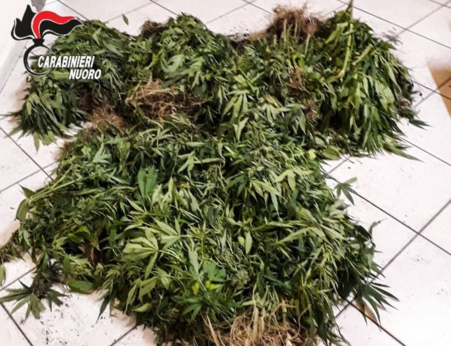 Nascondeva 36 chili dii marijuana dentro i bidoni: arrestato