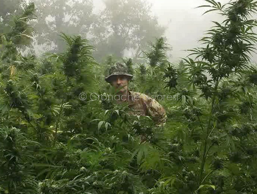 Scovata “azienda agricola della marijuana”: sequestrate 2000 piante per quattro tonnellate