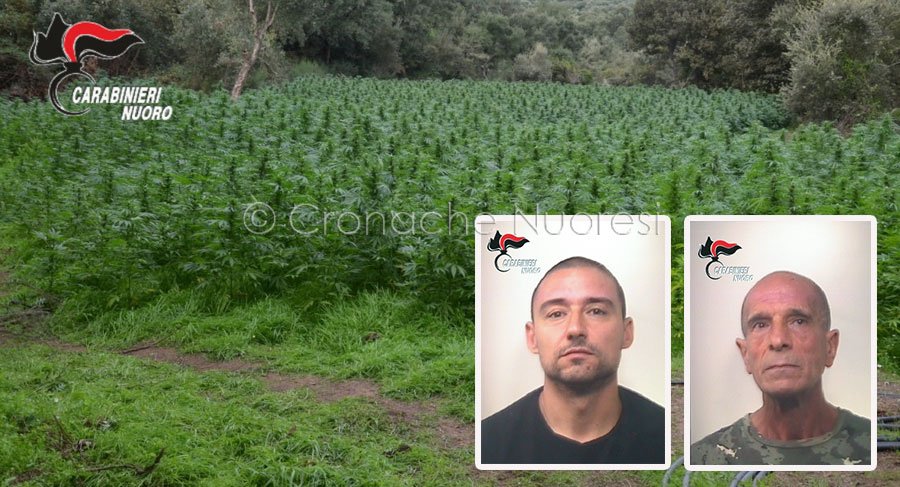 Nuovo blitz antidroga dei Carabinieri: due arresti e quasi 4000 piante di marijuana sequestrate