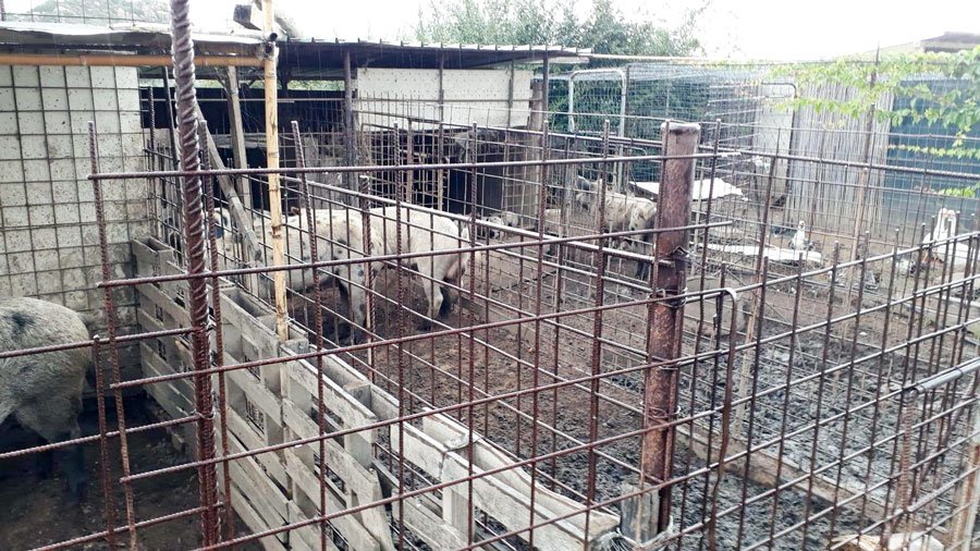 Peste suina. Controlli a tappeto in Ogliastra: sanzione da 20mila euro per due allevatori