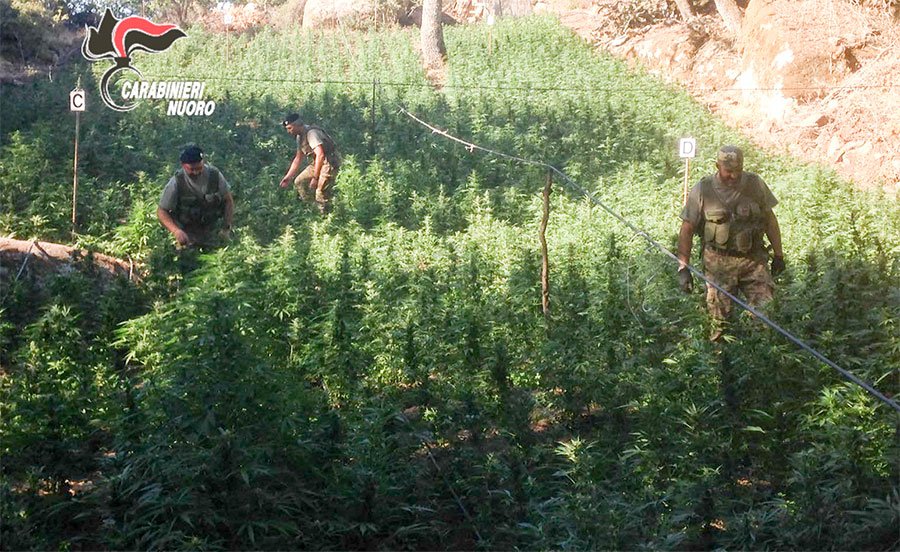 Carcere e 20mila euro di sanzione per un coltivatore di marijuana sorpreso nella piantagione