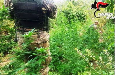 La coltivazione di Marijuana