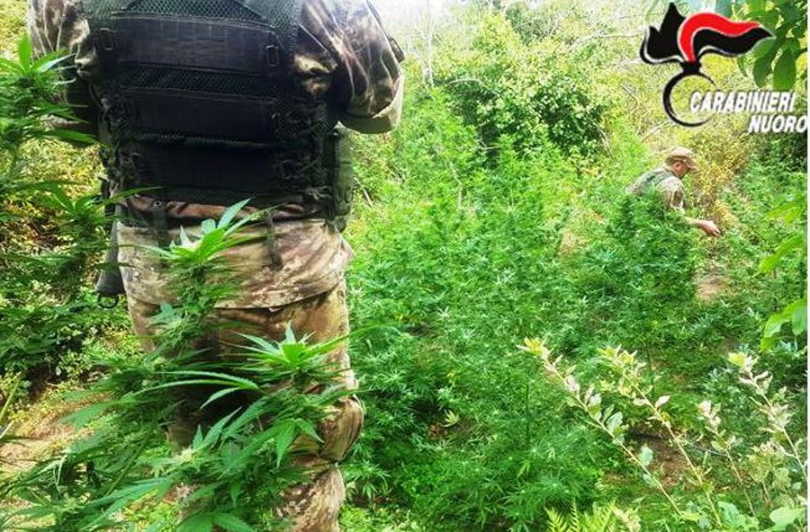 Tra rovi e spine beccati mentre coltivano marijuana: arrestati due 20enni