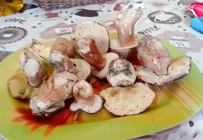 Funghi porcini raccolti nella zona di Sinnai (f. S.Frau)
