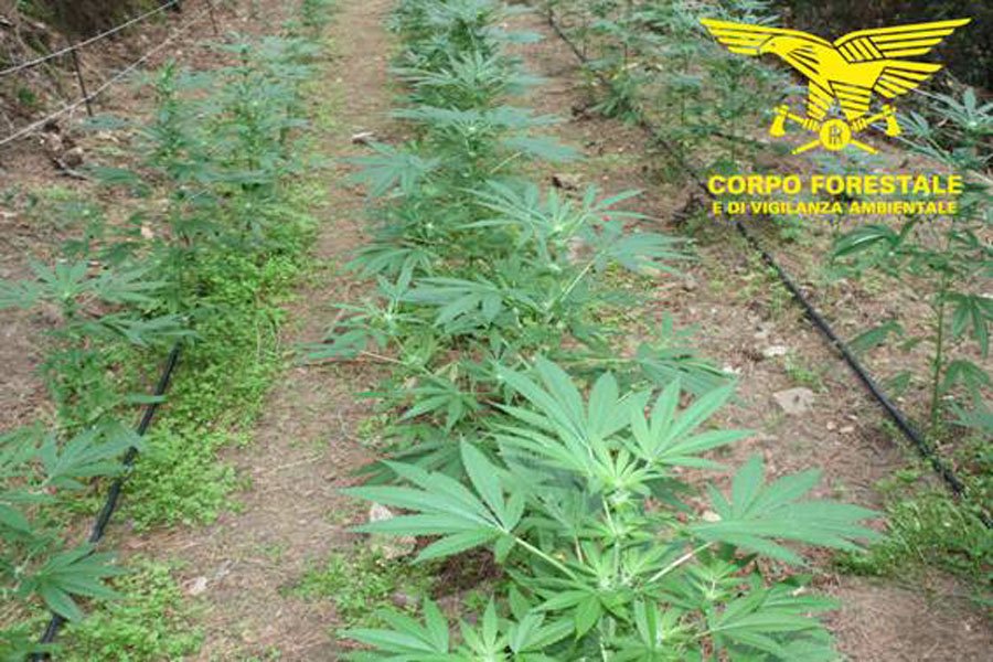 Nuoro. Piantagione di marijuana ai piedi dell’Ortobene: sequestrate oltre 500 piante