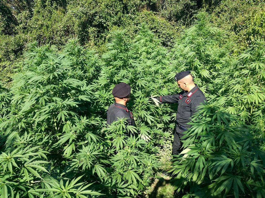 Ennesima piantagione di marijuana scoperta di Carabinieri