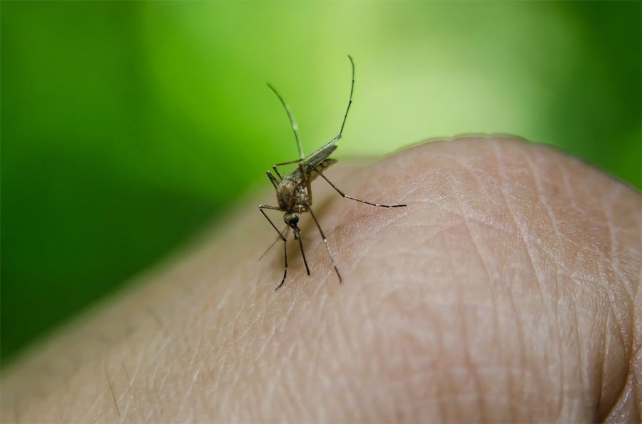 Febbre del Nilo: a Nuoro, Ottana e Siniscola rinvenute zanzare e uccelli positivi al virus