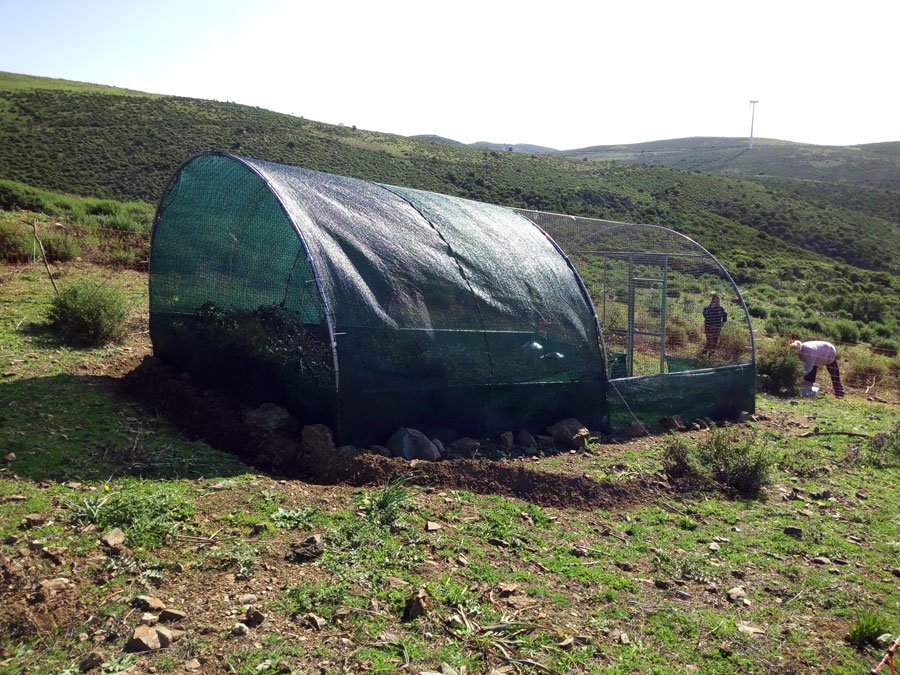 Parte il progetto di ripopolamento della Pernice sarda:  a Ulassai arrivano i primi 80 esemplari