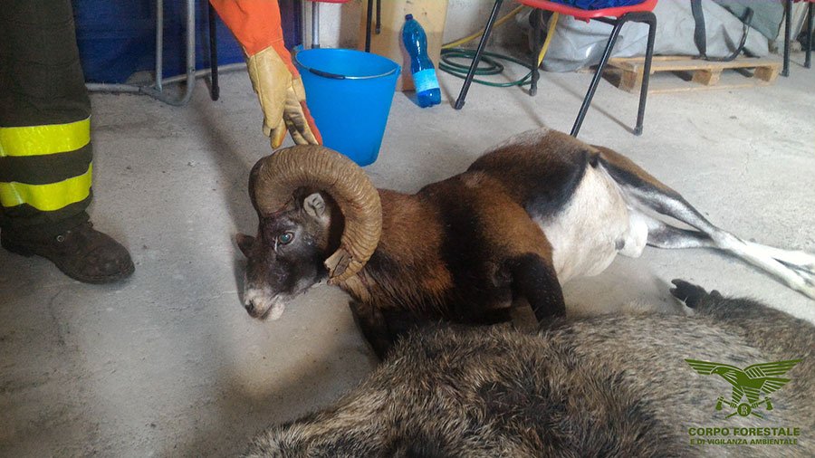 Bracconaggio: indagati nove cacciatori per l’uccisone illegale di un muflone e un cinghiale