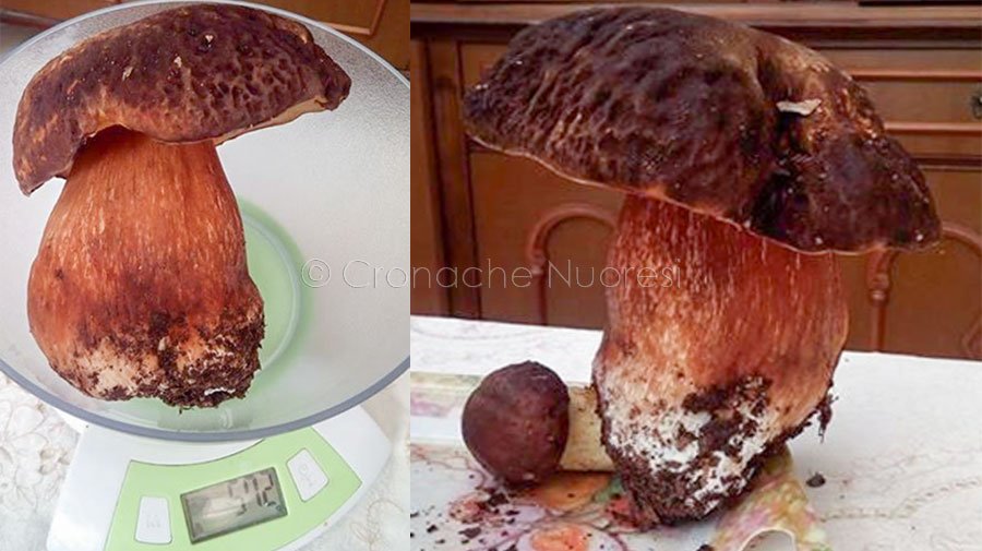 Porcino da oltre mezzo chilo raccolto oggi sull’Ortobene