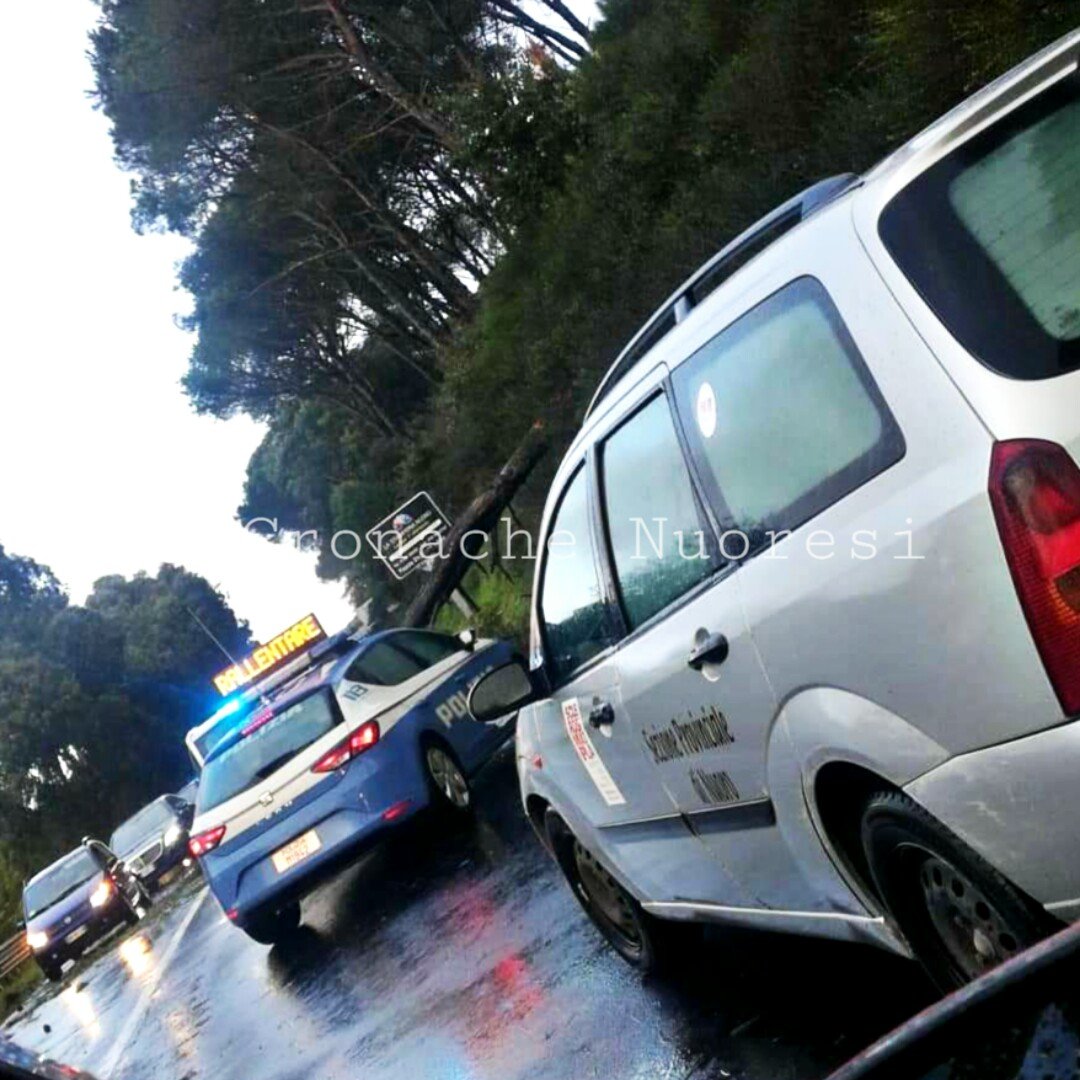 Nuoro. Pino spezzato rovina sulla sulla carreggiata: traffico in tilt a Prato Sardo