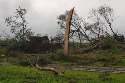 Alberi sradicati dalla tromba d'aria nel Marghine Planargia
