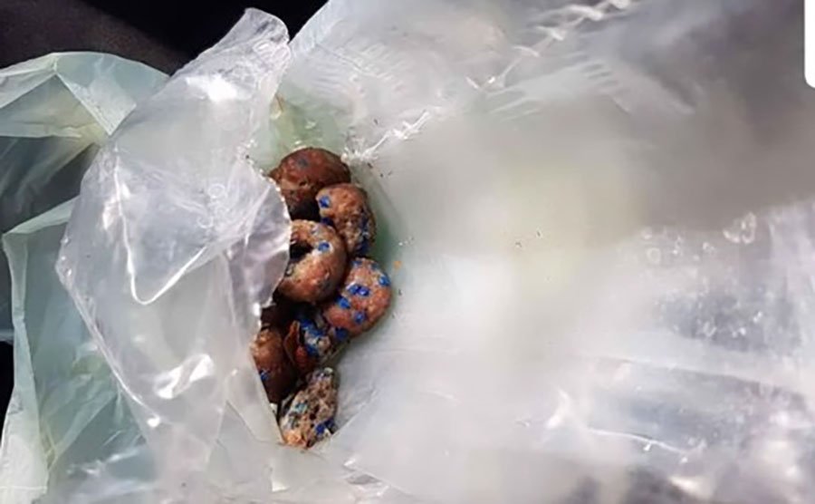 Budoni. Identificato e denunciato il killer seriale di gatti