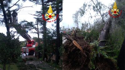 Due alberi danneggiati dal maltempo