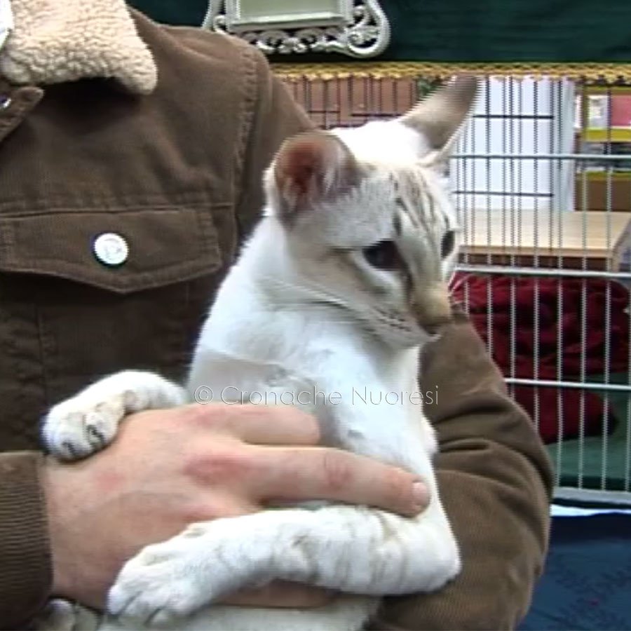 Macomer. “Cani e gatti: perché no?”: un’esposizione giunta alla quarta edizione