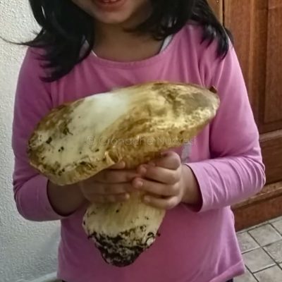 Il porcino raccolto a Sarule