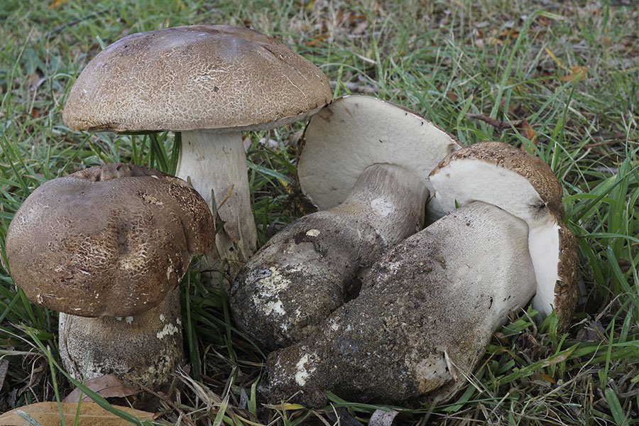 Nuoro. È iniziata la stagione dei funghi: la ASL ha attivato l’ispettorato micologico