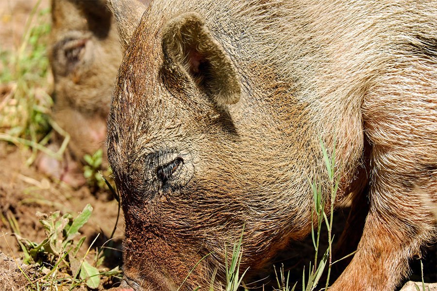 Ochìdios in Osidda 23 porcos chentza mere  in s’atividade contra a sa peste suina africana