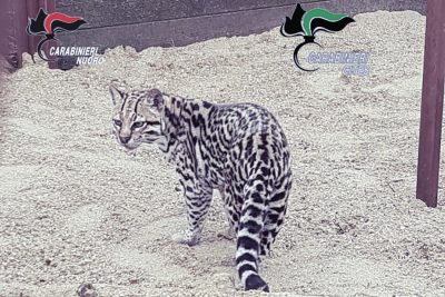 L'esemplare di ocelot sequestrato a Dorgali