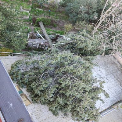 Nuoro. Un albero sradicato dal vento in via Marche