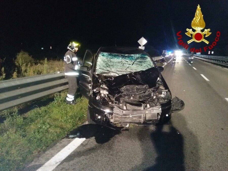 Una mucca incustodita in mezzo alla strada: inevitabile lo schianto