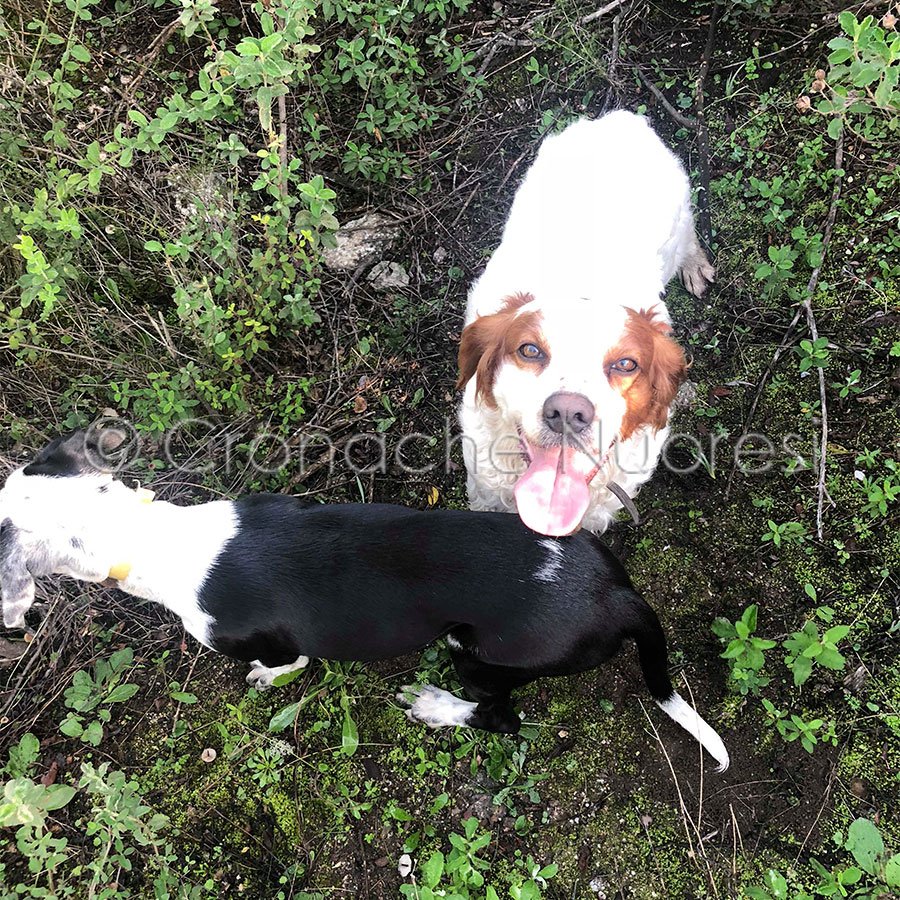 “Aiutateci a ritrovare i nostri cani”: l’appello di un padre e dei suoi bimbi
