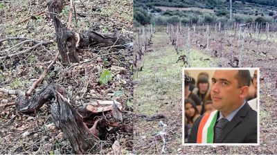 Il vigneto distrutto e il sindaco di Galtellì Giovanni Santo Porcu