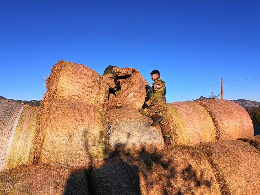 Marijuana nascosta in una rotoballa di fieno: allevatore nei guai