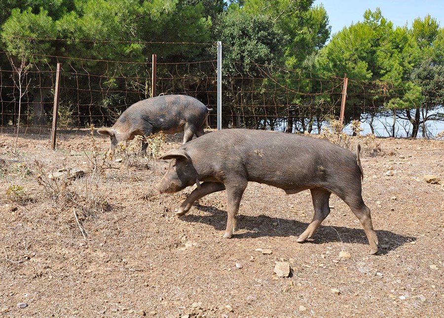 Peste suina: 167 maiali a pascolo brado e senza controlli sanitari abbattuti nelle campagne di Urzulei