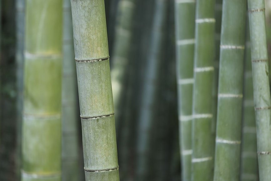 Coltivare il bambù nuove opportunità lavorative: un incontro organizzato da Confimprenditori
