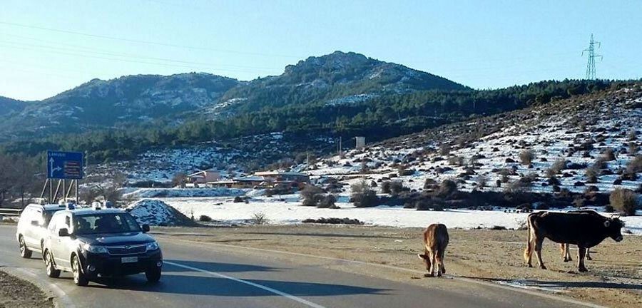 Si trova davanti un cavallo incustodito in piena carreggiata: inevitabile l’impatto