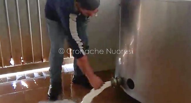I pastori sardi buttano il latte per protesta contro il prezzo del latte