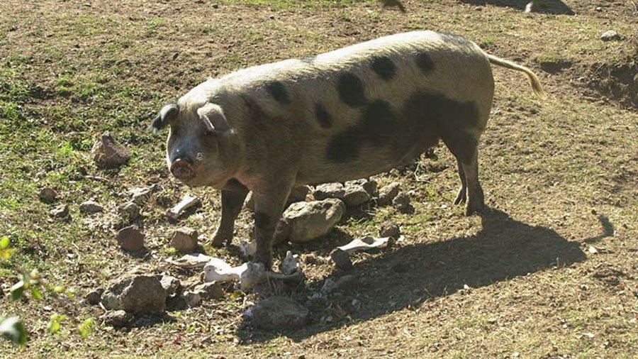 Blitz dell’Unità di eradicazione della peste suina ieri a Desulo: abbattuti 41 capi a pascolo brado illegale