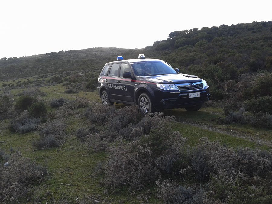 Bovini incustoditi sulla strada provinciale: 1800 euro di multa per tre allevatori