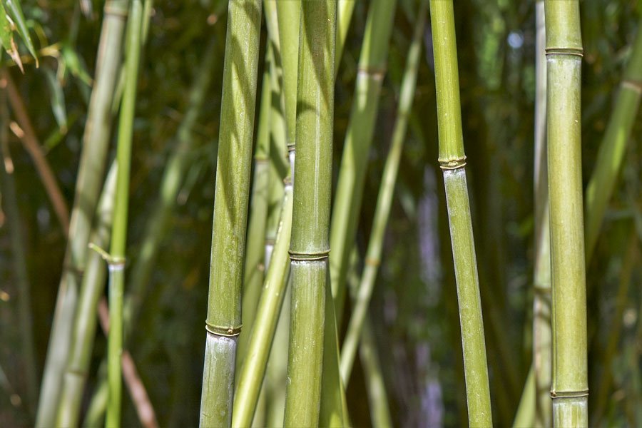 Il Bambù oro verde per il Nuorese? Intervento Giuridico avvisa: piante infestanti per i nostri territori