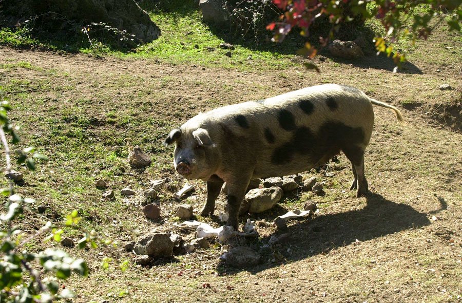 Peste Suina: scattano i controlli nei ristoranti e negli agriturismi dell’Ogliastra