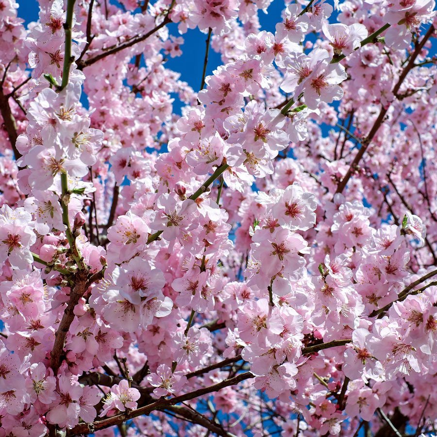 Giappone e Sardegna si incontrano a Nuoro: sabato la festa dei ciliegi in fiore
