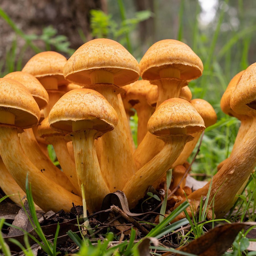 A Nuoro nasce la prima scuola per formare gli “esperti di funghi”