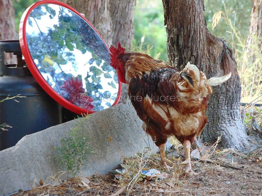 Nuoro. Nel Rifugio di Pepa gli animali abbandonati trovano l’amore