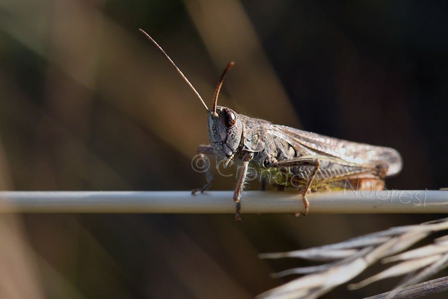 Per il terzo anno consecutivo, colture divorate dalle cavallette nel centro Sardegna