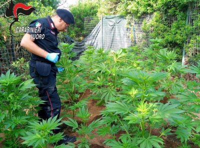 I Carabinieri sul luogo della coltivazione di marijuana